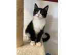 Adopt Vulcan a Domestic Mediumhair / Mixed (short coat) cat in Napa