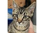 Adopt Tiger / T'Challa a Domestic Shorthair / Mixed (short coat) cat in Napa