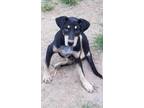 Adopt Vinnie a Black - with Tan, Yellow or Fawn Pit Bull Terrier / Labrador