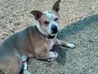 Adopt OLI a Pit Bull Terrier, Mixed Breed