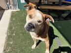 Adopt OLI a Pit Bull Terrier, Mixed Breed
