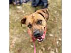 Adopt Dusty a Tan/Yellow/Fawn Boxer / Black Mouth Cur dog in Denver