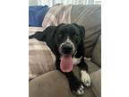 Adopt Dixie a Black - with White Pointer / Mixed dog in Allentown, PA (38725273)