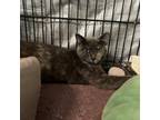 Adopt Orbit a Gray or Blue Domestic Longhair / Mixed cat in Stephenville