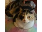 Adopt Primrose a Calico or Dilute Calico Domestic Shorthair (short coat) cat in