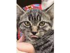 Adopt Kennedy a Gray, Blue or Silver Tabby Domestic Shorthair (short coat) cat