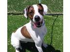 Adopt ROLLO a Treeing Walker Coonhound, Mixed Breed