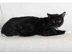 Adopt Doc a Black & White or Tuxedo Domestic Shorthair / Mixed (short coat) cat