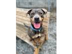 Adopt Rikki a Brown/Chocolate Mixed Breed (Large) / Mixed dog in Fredericksburg