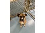 Adopt TENECA a Brown/Chocolate Mixed Breed (Small) / Mixed dog in Fernandina