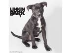 Adopt Linkin Bark a Labrador Retriever, Mixed Breed