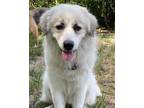 Adopt Ivory a White - with Tan, Yellow or Fawn Great Pyrenees / Mixed dog in