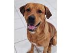 Adopt Chewie a Brown/Chocolate - with White Mixed Breed (Large) / Mixed dog in
