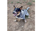 Adopt Odin a Black Australian Cattle Dog / Mixed dog in Wautoma, WI (38558477)