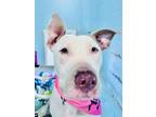 Adopt Xena a White American Pit Bull Terrier / Mixed dog in Grove, OK (38733685)