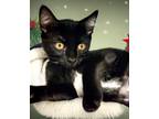 Adopt Tamika a All Black Domestic Shorthair / Domestic Shorthair / Mixed cat in