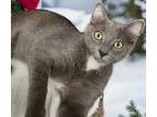 Adopt Cletis a Gray or Blue Domestic Shorthair / Domestic Shorthair / Mixed cat