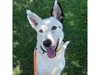 Adopt Gio a White - with Tan, Yellow or Fawn Mixed Breed (Large) / Mixed dog in