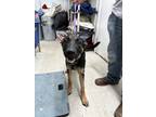Adopt Mochi a Black German Shepherd Dog / Mixed dog in Moses Lake, WA (38706974)