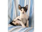 Adopt Louis V 8597 a Domestic Shorthair / Mixed cat in Dallas, TX (38734112)