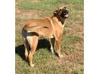 Adopt POPPY a Red/Golden/Orange/Chestnut - with Black Black Mouth Cur / Mixed