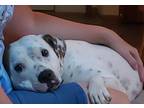 Adopt Scarlett (in foster) a White American Pit Bull Terrier / Mixed dog in