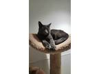 Adopt Venus a Gray or Blue Domestic Shorthair / Domestic Shorthair / Mixed cat