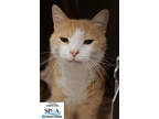 Adopt Tigra a Orange or Red Domestic Shorthair / Domestic Shorthair / Mixed cat