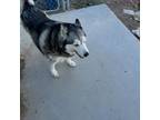 Adopt Mila a Gray/Silver/Salt & Pepper - with Black Siberian Husky / Mixed dog