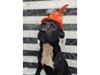 Adopt Zoey a Labrador Retriever / Mixed Breed (Medium) / Mixed dog in Athens