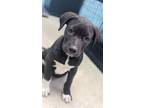 Adopt Carl a American Pit Bull Terrier / Mixed Breed (Medium) / Mixed dog in