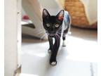 Adopt Beatrice a Black & White or Tuxedo Domestic Shorthair (short coat) cat in