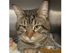 Adopt Puddin a Domestic Short Hair