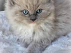 Blue Mitted Mink