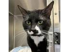 Adopt TK a All Black Domestic Shorthair / Mixed cat in Lynchburg, VA (38747915)