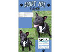 Adopt Fisher a Black American Pit Bull Terrier / Catahoula Leopard Dog / Mixed
