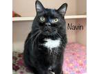 Adopt Navin 23565 a All Black Domestic Shorthair / Mixed cat in Escanaba
