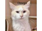 Adopt Omega 23403 a White Domestic Mediumhair / Mixed cat in Escanaba