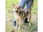 Adopt EVAN-28040 a Brown/Chocolate Shepherd (Unknown Type) / Mixed dog in