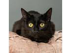 Adopt Mama Ginny a All Black Domestic Mediumhair / Mixed cat in Minneapolis