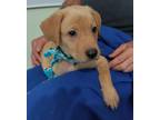 Adopt Charlie a Tan/Yellow/Fawn Labrador Retriever / Mixed dog in East Hartford