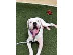 Adopt KENO a Boxer