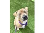 Adopt MARCUS a Pit Bull Terrier