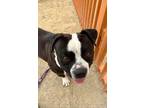 Adopt EEYORE a Pit Bull Terrier