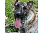 Adopt Bingo Starr a Brindle Dutch Shepherd / Mixed dog in Austin, TX (38769018)