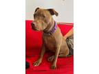 Adopt COCO a Brown/Chocolate Pit Bull Terrier / American Staffordshire Terrier /