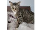 Adopt Nu Nu a Gray or Blue Domestic Shorthair / Mixed cat in Westampton