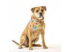 Adopt Raider a Mixed Breed