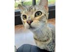 Adopt Albert* a Gray or Blue Domestic Shorthair / Domestic Shorthair / Mixed cat