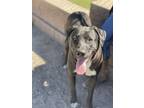 Adopt Gracie a Black Rhodesian Ridgeback / Labrador Retriever / Mixed dog in